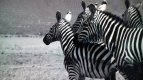 20170629_190304.jpg 20170629_190304.jpg