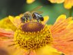Bee (2).jpg