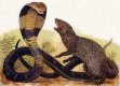 6b05ecd66c75c365db3b214dffbd5f1e--mongoose-a-snake.jpg