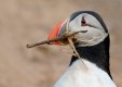 Puffin-with-stick-TP.jpg