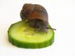 snail (Custom).jpg