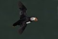 Puffin resized for TP.jpg