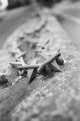 Chain FP4 P30 1.jpg