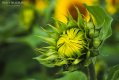SunflowerBud.jpg