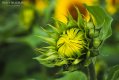 SunflowerBud.jpg
