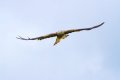 Dale-Red-Kite-RP.jpg Dale-Red-Kite-RP.jpg