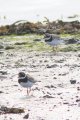 Ringed Plovers 15th Aug 2017.jpg