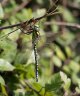 dragonfly-6.jpg