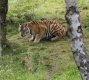 Amur Tiger 3 (2).jpg