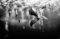 whale-diving-dolphins-anuar-patjane.adapt.885.1.jpg
