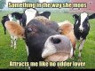 Funny-Cow-Meme-Something-In-The-Way-She-Moos.jpg