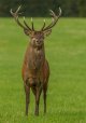 Stag-NC-3--PW-Crp.jpg