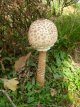 P1010034b1.JPG