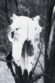 Skull.jpg