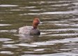 DUCK.jpg