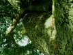 wood 2.jpg