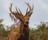 Young male Red deer stag 2.jpg