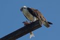 osprey_and_its_lunch.jpg osprey_and_its_lunch.jpg