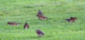 Flock of Redwings.jpg