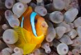 Clownfish-yawn-TP.jpg