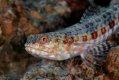 Red-Sea-lizardfish-BPN.jpg