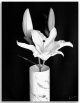 Neil's-Photography009.jpg