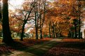TREES.JPG TREES.JPG