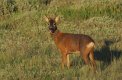 P6030101-small.jpg