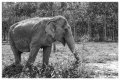 Elephant-BW.jpg