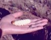 CS77B2 Witchetty Grub.jpg CS77B2 Witchetty Grub.jpg
