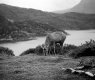 ScottishDeer.jpg ScottishDeer.jpg