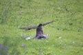 sparrowhawk (2).jpg