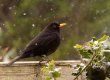 blackbird_in_the_snow_s.jpg