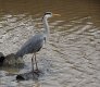DSC00065.jpg