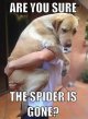 spider.jpg