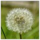 Dandylion.jpg