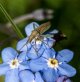 Insect on Forget me Not May 18-1.jpg