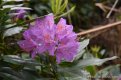 DSC_0277.JPG