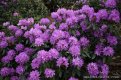 DSC_0281.JPG