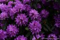 DSC_0285.JPG