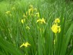 flower2.jpg