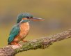 Female-Kingfisher-River-Irwell--.jpg