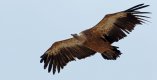 Vulture 1.jpg