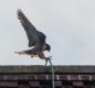 DSC05494.jpg
