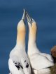 Kissing-gannets-1024.jpg