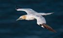 Gliding-gannet-27-June-TP.jpg