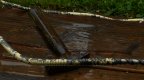 Hammer with 50mm lens.JPG
