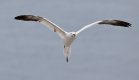 Angel-gannet-TP.jpg