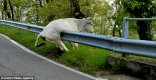 Cow&Fence.jpg
