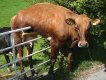 Cow&Gate.jpg